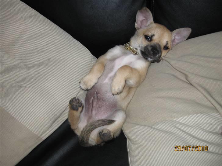 Chihuahua Aimee's Diesel-solgt feb 12 - rå hygger i sofaen billede 11