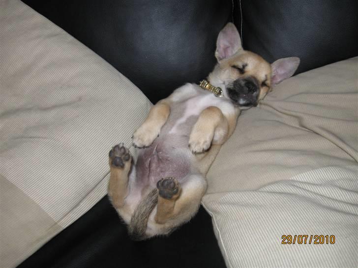 Chihuahua Aimee's Diesel-solgt feb 12 - rå hygger i sofaen billede 12