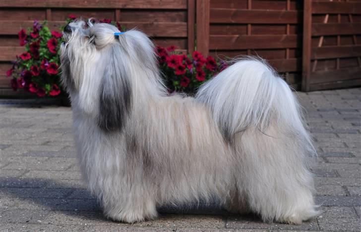 Bichon havanais Happy Friends Yakety Yak  billede 16