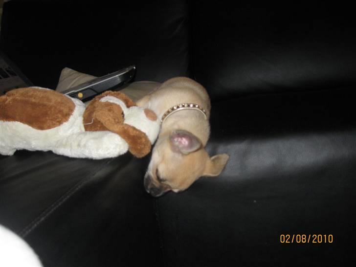 Chihuahua Aimee's Diesel-solgt feb 12 - på vej ud over sofa kanten ... billede 13