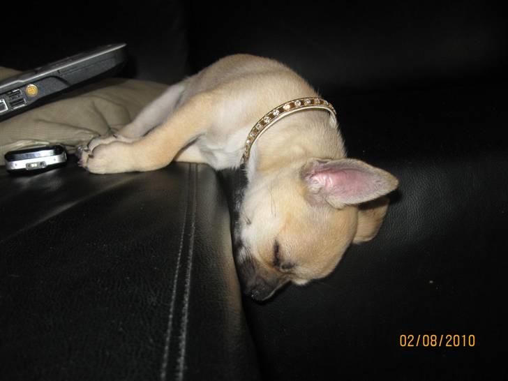 Chihuahua Aimee's Diesel-solgt feb 12 - på vej ud over sofa kanten ... billede 14