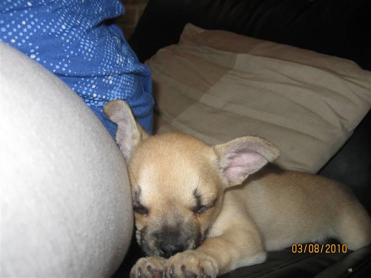 Chihuahua Aimee's Diesel-solgt feb 12 - afslapning :) billede 15