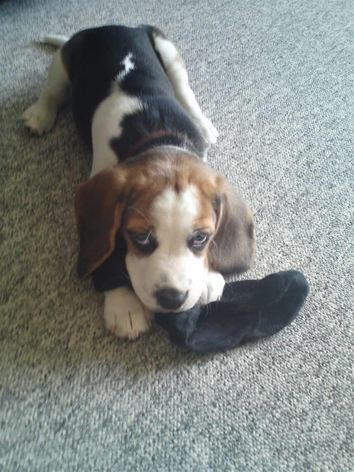 Beagle Goose - Den her kommer du da aldrig til at mangle vel ?? billede 1