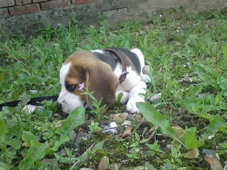 Beagle Goose billede 2