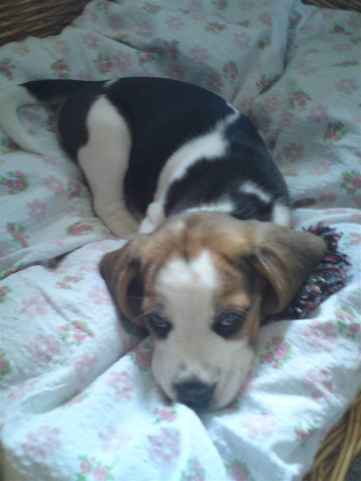 Beagle Goose billede 3