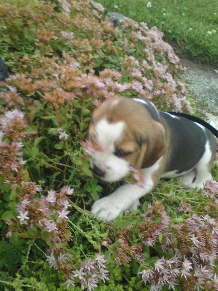 Beagle Goose billede 4