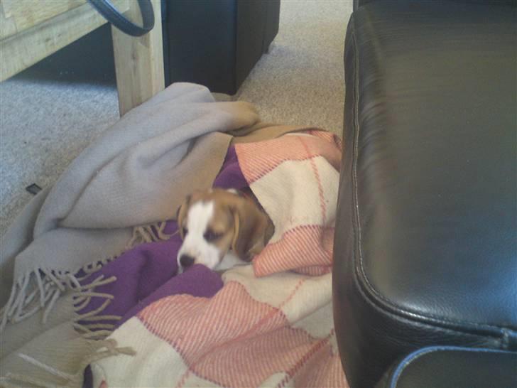 Beagle Goose - Hvis man ikke kan komme op til tæpperne på sofaen, må tæpperne jo komme ned til een billede 5