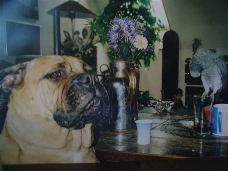 Bullmastiff Bullhalla,s Ophelia R,I,P billede 18