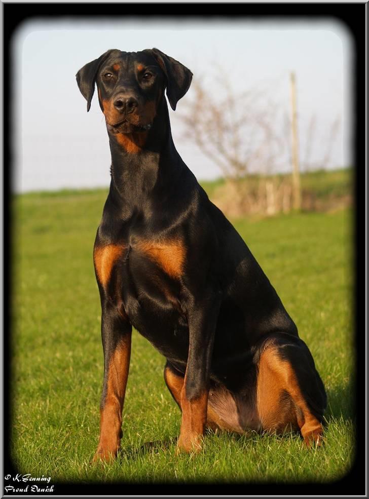 Dobermann Proud Danish Cool Casio billede 12