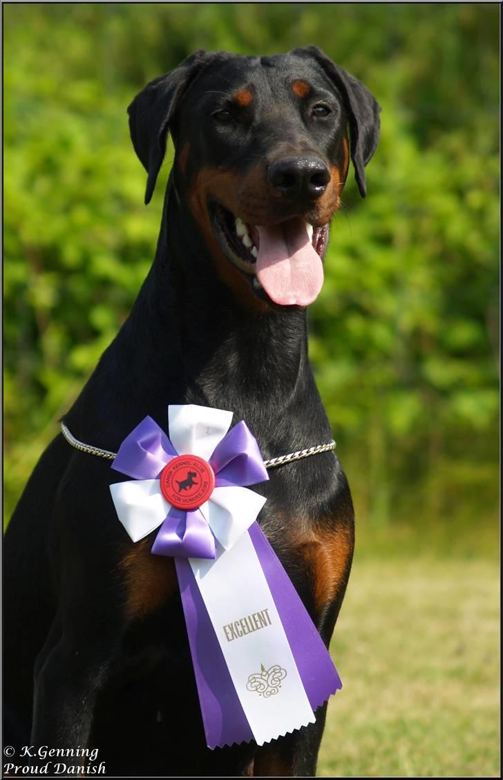 Dobermann Proud Danish Cool Casio billede 13