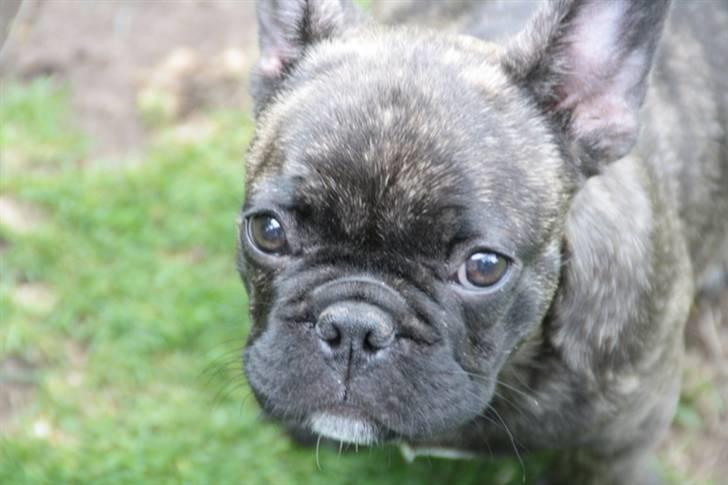 Fransk bulldog Rex billede 2