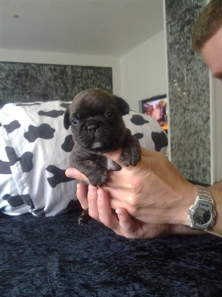 Fransk bulldog Rex - Inden jeg fik ham.. billede 3