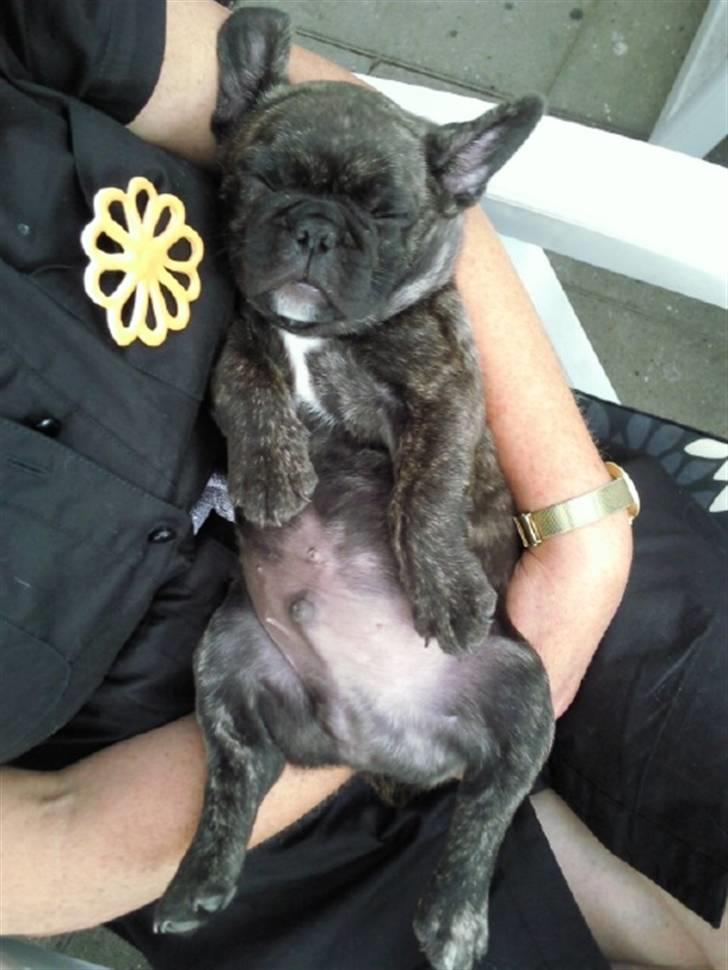 Fransk bulldog Rex billede 5