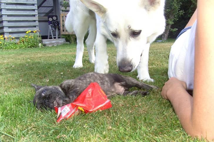 Fransk bulldog Rex billede 6