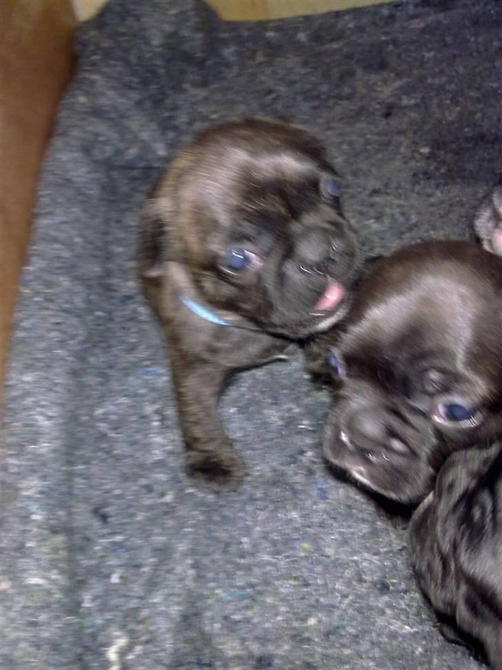 Fransk bulldog Rex - Inden jeg fik ham.. billede 7