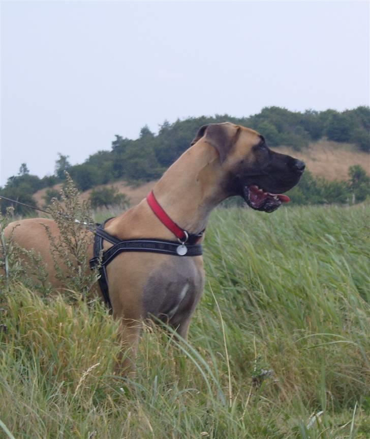 Grand danois Soffi  RIP - jeg ser da ret godt ud i profil... billede 9