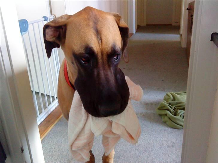 Grand danois Soffi  RIP - nogen der vil tørre mig om mulen ? billede 10