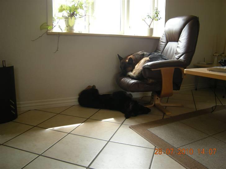 Schæferhund Dalton billede 7