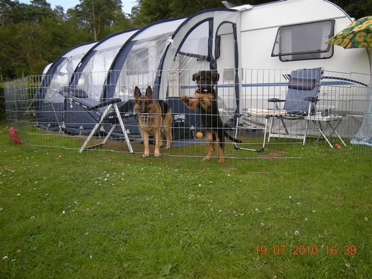 Schæferhund Dalton billede 8