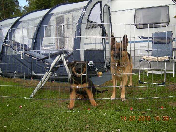 Schæferhund Dalton billede 9