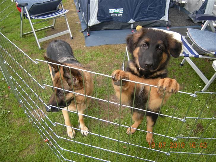 Schæferhund Dalton billede 10