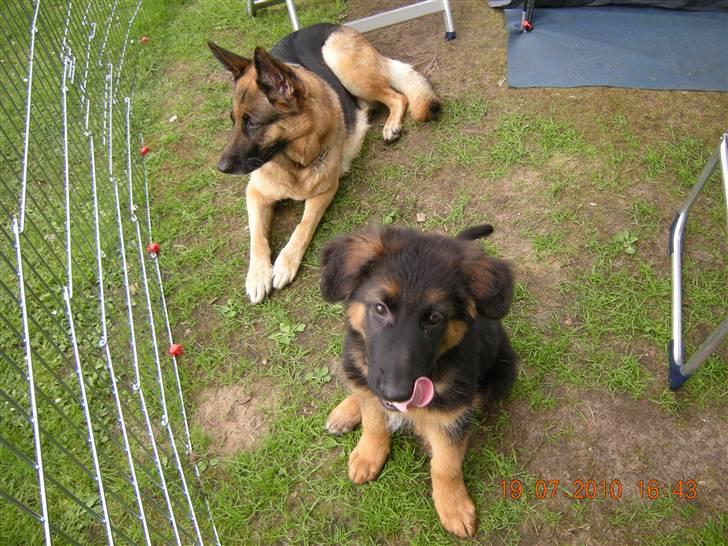 Schæferhund Dalton - Her er jeg sammen med Gimmi igen,skønt hun passer altid på mig. billede 12