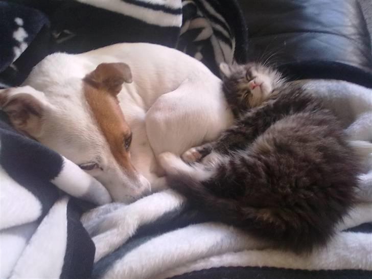 Jack russell terrier Thess - Thess sammen med vores lille nye killing,,  de er bar nuser. :) billede 12
