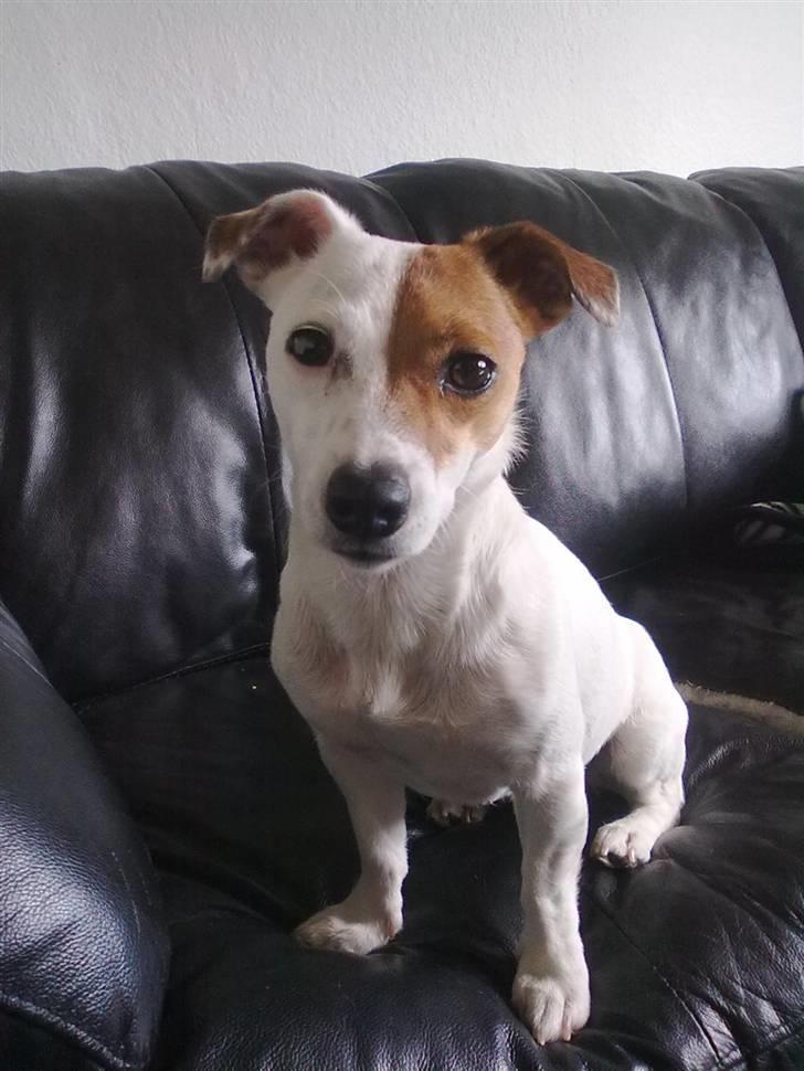 Jack russell terrier Thess billede 13