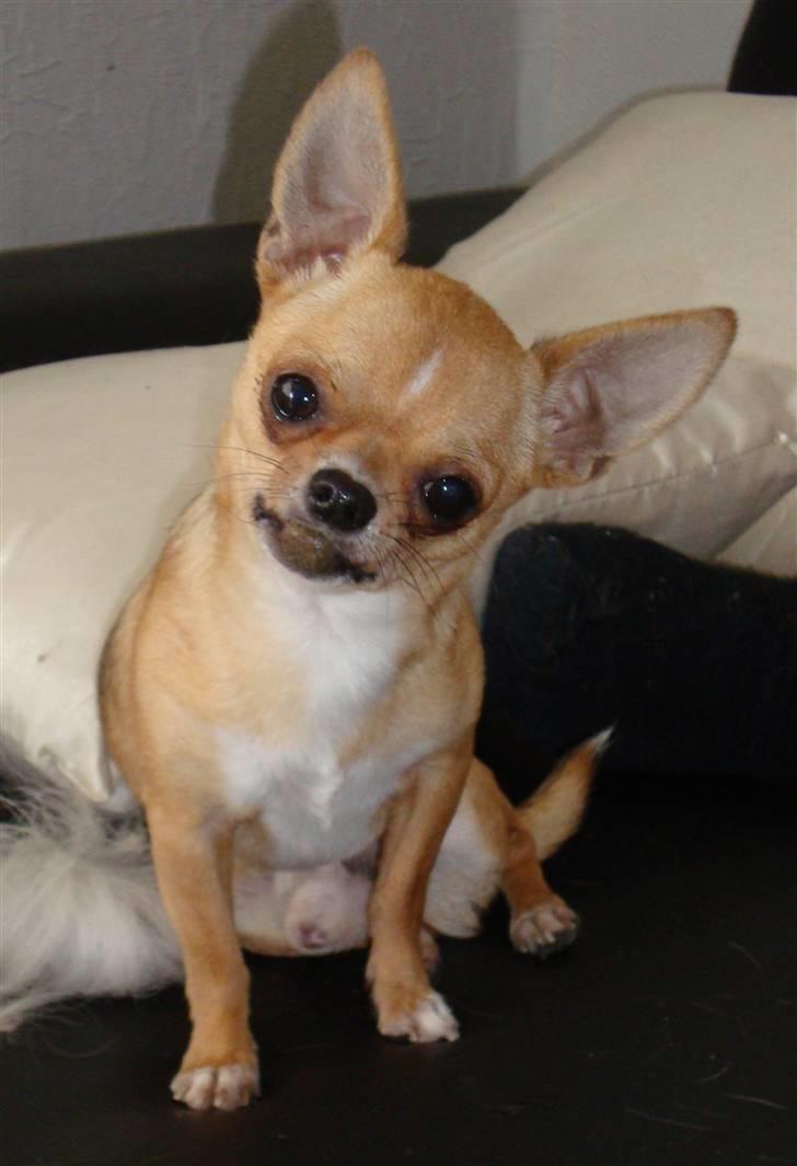Chihuahua Itschy vom Hochmoor billede 7