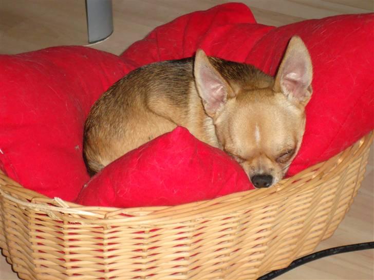 Chihuahua Itschy vom Hochmoor - Prinsen på hans røde pude ;) billede 8