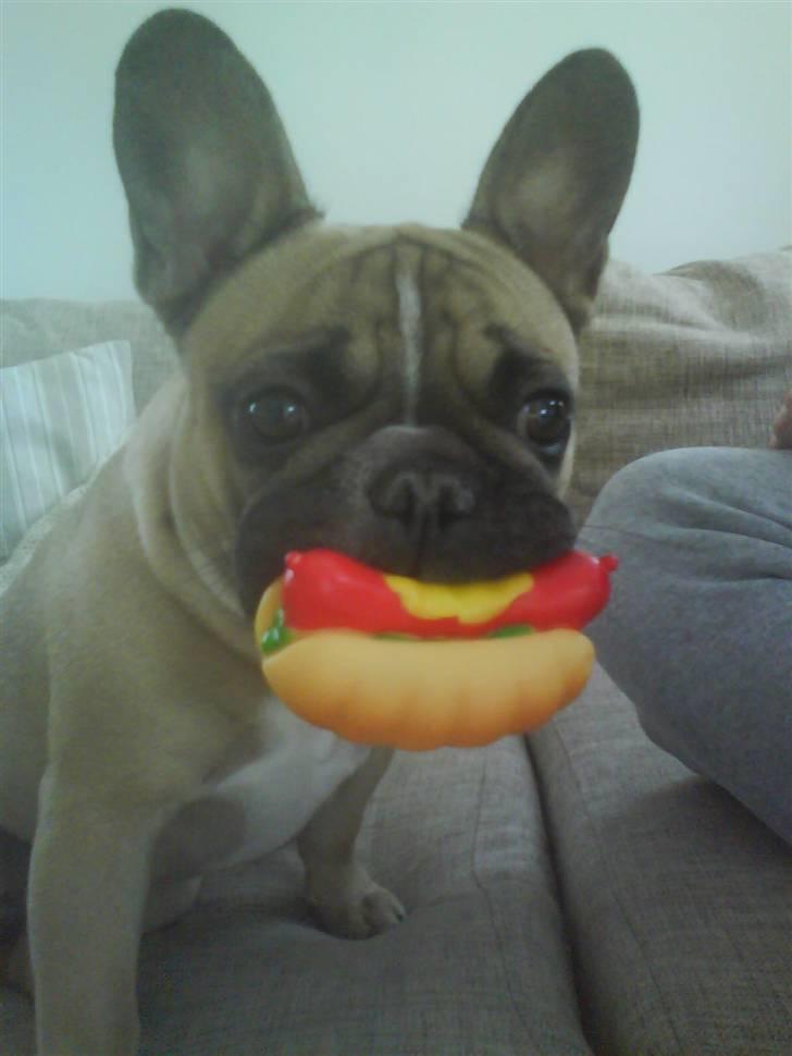 Fransk bulldog Molly - Molly Bolly Hotdog - Mmmmm det er min livret! billede 2