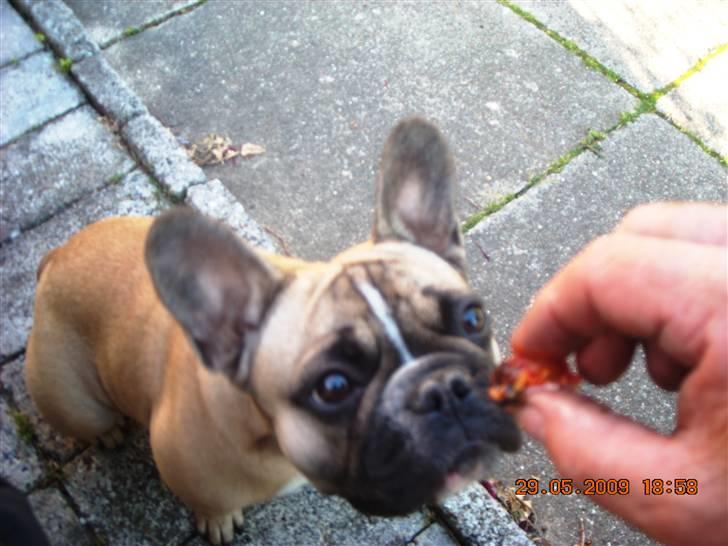Fransk bulldog Molly - Er det virkelig pølse til mig ?? billede 3