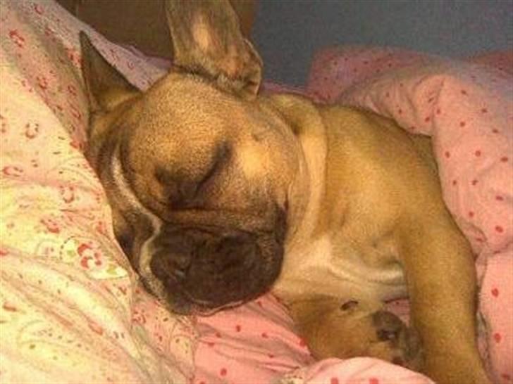 Fransk bulldog Molly - Der er ikke noget bedre end at putte i mormors sengetøj! billede 4