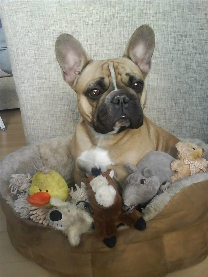 Fransk bulldog Molly - HOV! der mangler en! billede 6