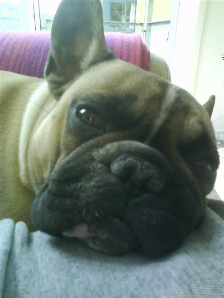 Fransk bulldog Molly - Elsker at posere for kameraet ! billede 9