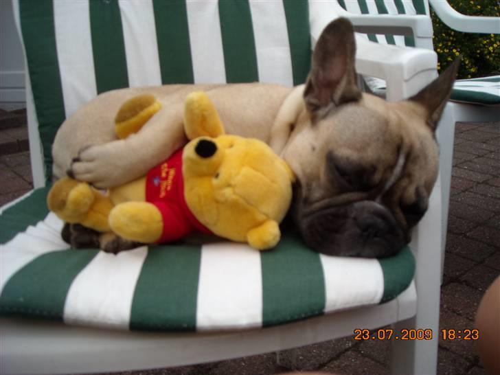 Fransk bulldog Molly - Uden Plys, kan jeg ikke sove :) billede 11