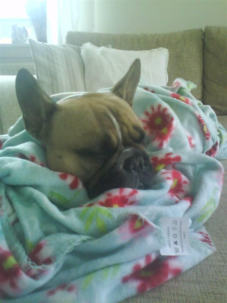 Fransk bulldog Molly - En kold vinterdag er det dejligt at blive puttet i et varmt tæppe... billede 12