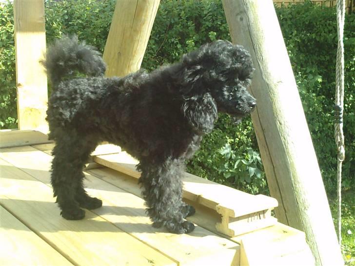 Toypuddel sweet Bobbi billede 15