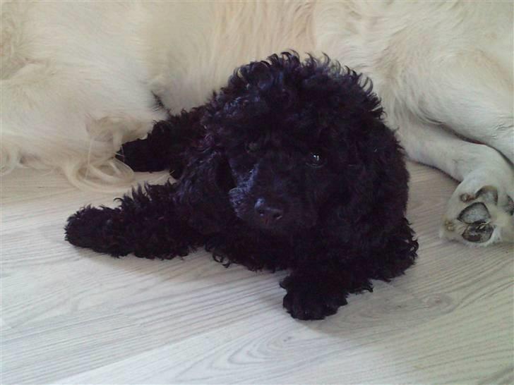 Toypuddel sweet Bobbi billede 16