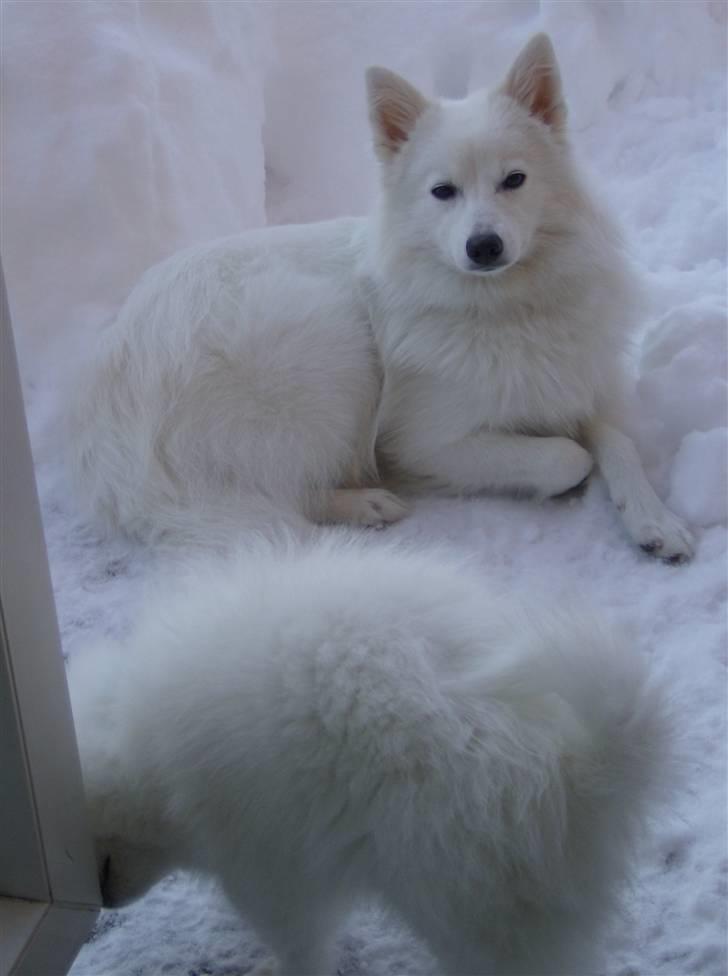 Japansk spids malou billede 1