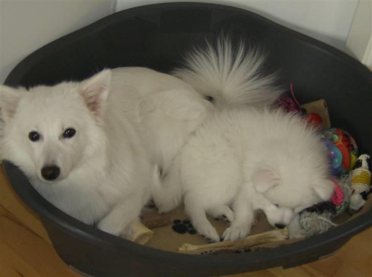 Japansk spids malou billede 2