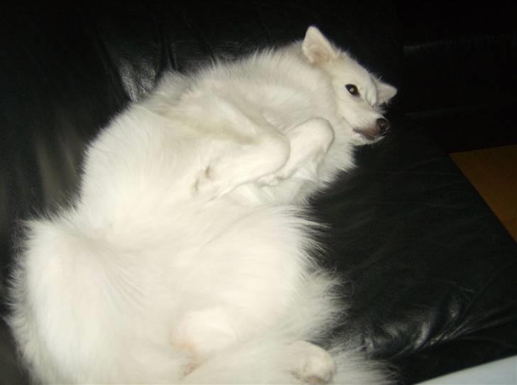 Japansk spids malou billede 3