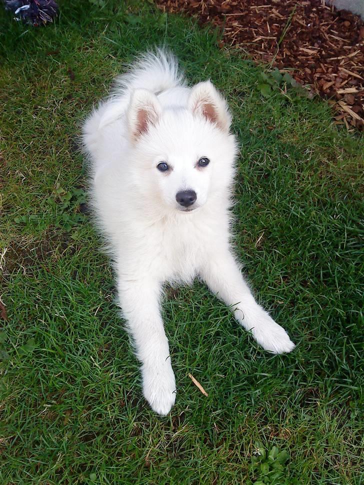 Japansk spids malou billede 4