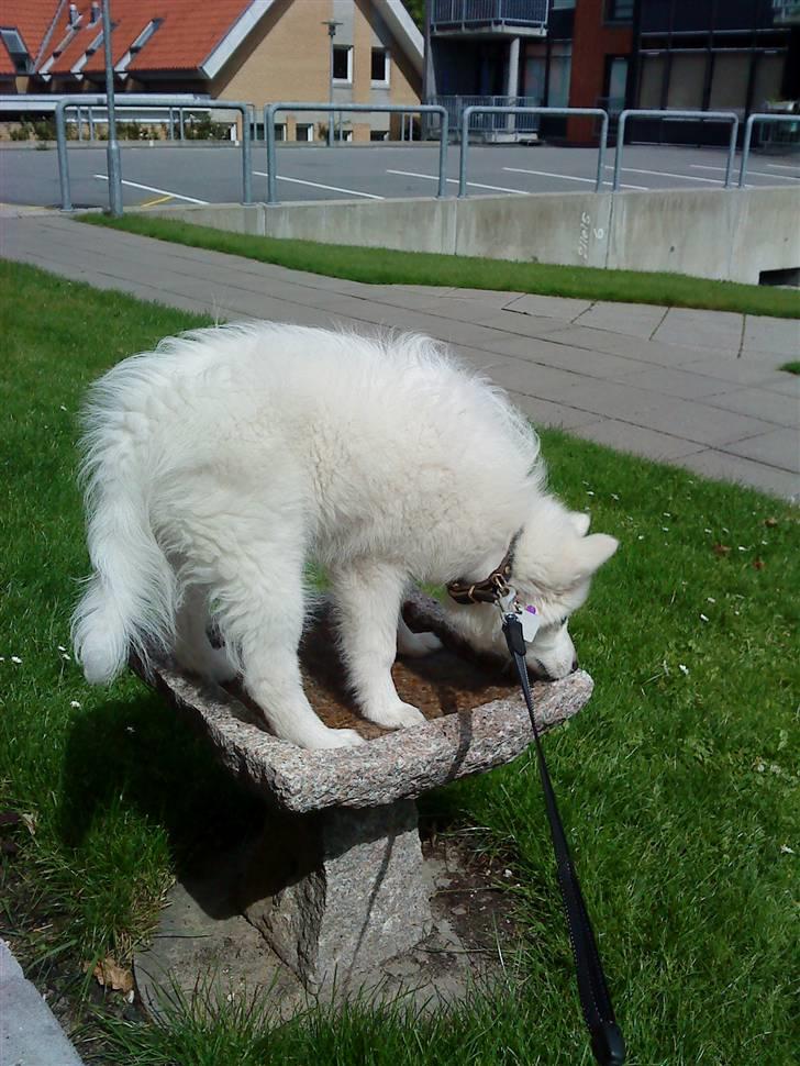 Japansk spids malou billede 5