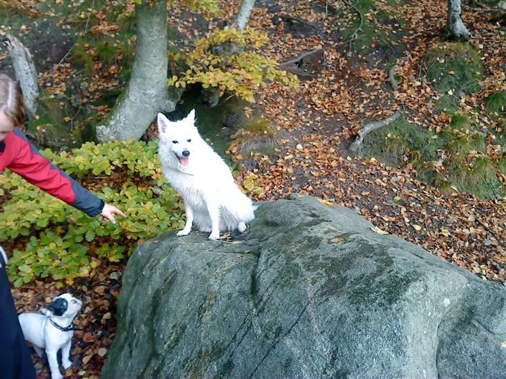 Japansk spids malou billede 6