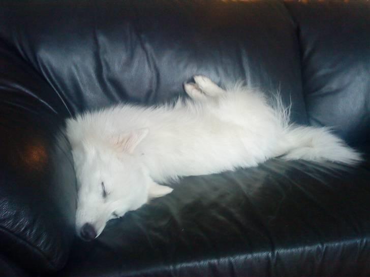 Japansk spids malou billede 7