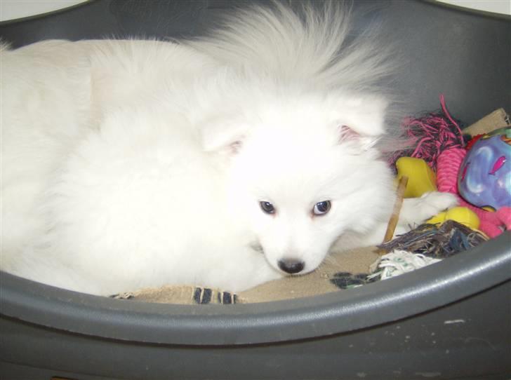 Japansk spids koda billede 1