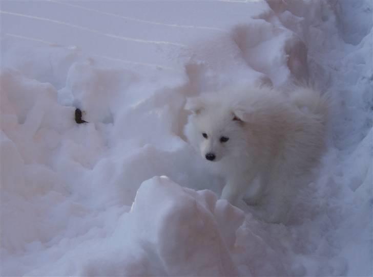 Japansk spids koda billede 2