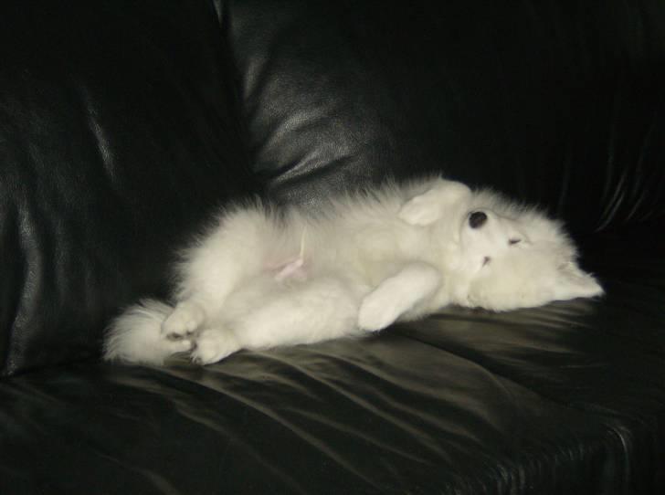 Japansk spids koda billede 3