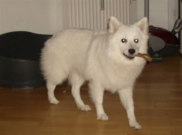 Japansk spids koda billede 4